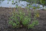 Artemisia tilesii