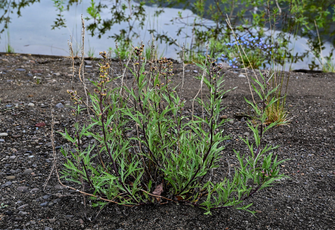 Изображение особи Artemisia tilesii.