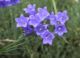 genus Campanula