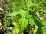 Geranium gracile