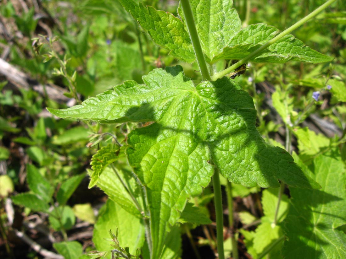 Image of Geranium gracile specimen.