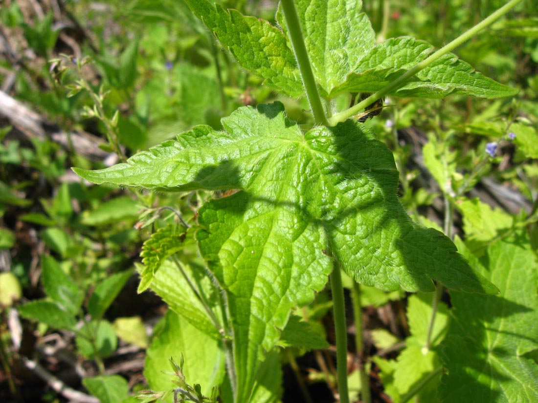 Изображение особи Geranium gracile.