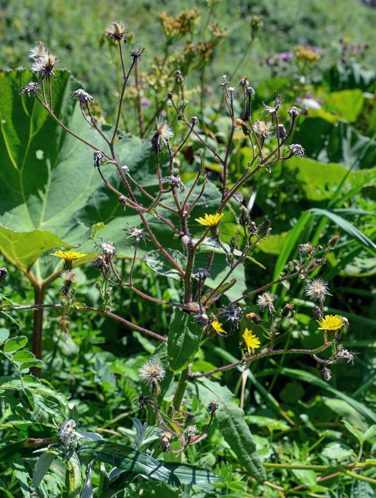 Image of Picris japonica specimen.