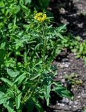 Sisymbrium loeselii. Верхушка цветущего растения. Армения, обл. Лори, окр. с. Лори Берд, ≈ 1300 м н.у.м., подножие лугового склона. 24.06.2022.