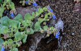 Mertensia maritima