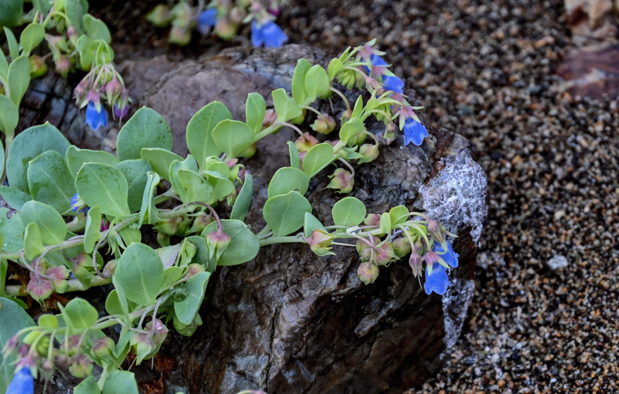 Изображение особи Mertensia maritima.