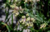 Silene spergulifolia