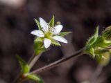 Arenaria serpyllifolia. Цветок. Московская обл., Дмитровский р-н, берег канала им. Москвы, зарастающий после прошлогоднего повреждения стройтехникой луг. 14.06.2023.