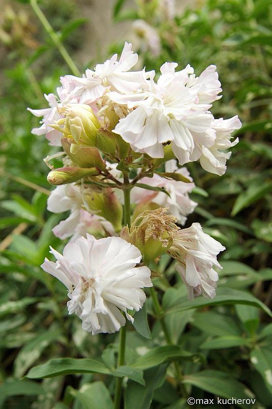 Image of Saponaria officinalis f. pleniflora specimen.