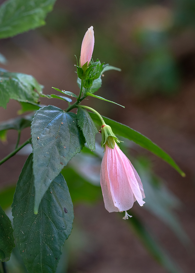 Изображение особи Malvaviscus penduliflorus.