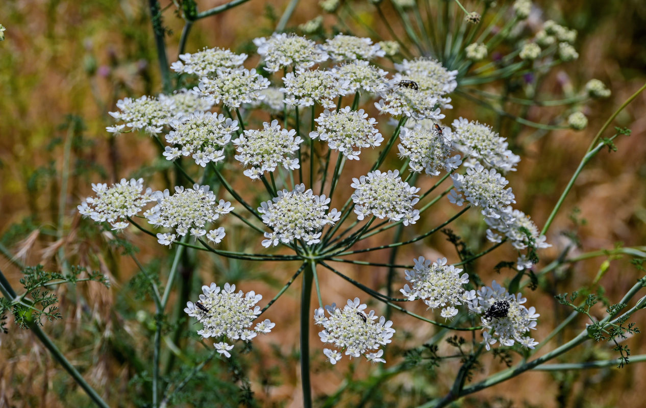 Изображение особи Astrodaucus orientalis.