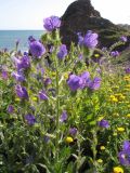 Echium plantagineum