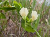 Lathyrus aphaca. Соцветие. Краснодарский край, Темрюкский р-н, мыс Железный Рог, обрывистый глинистый приморский склон, остепнённый луг. 01.05.2015.