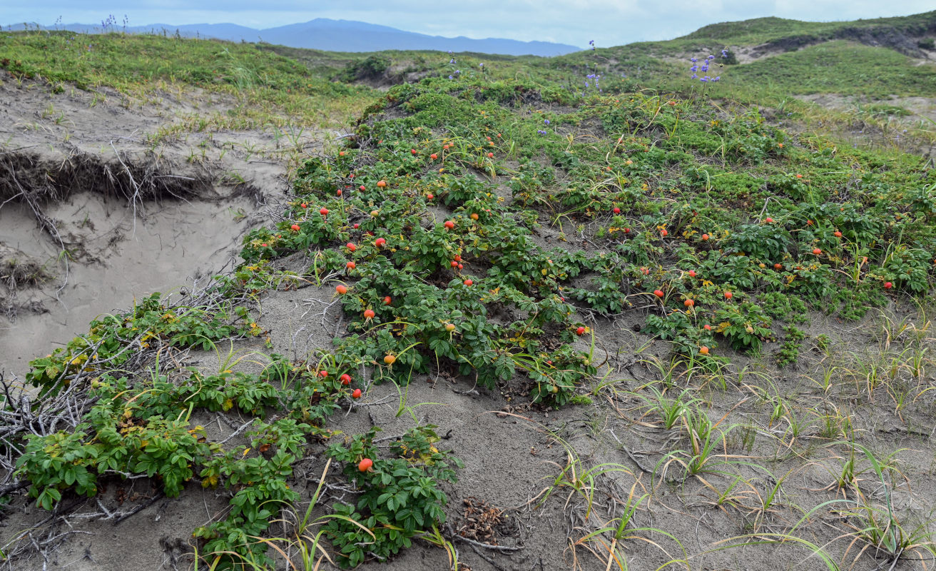 Изображение особи Rosa rugosa.