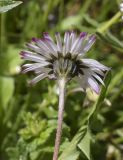 Bellis perennis. Верхушка побега с соцветием (вид со стороны обёртки). Испания, автономное сообщество Каталония, провинция Жирона, комарка Ла Гарроча, муниципалитет Сан-Фелиу-де-Пальеролс, 1050 м н.у.м., опушка буково-берёзового леса, разнотравное сообщество на уступе скалы. 19.04.2024.