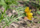 Glebionis coronaria. Соцветие и листья. Египет, мухафаза Александрия, г. Александрия, некрополь \"Катакомбы Ком-эль-Шукафа\", на газоне. 04.01.2024.