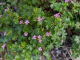 Geranium lucidum. Цветки и листья. Краснодарский край, г/о Сочи, Адлерский р-н, ущ. Ахцу, дорога вдоль отвесной скалы. 22.04.2022.