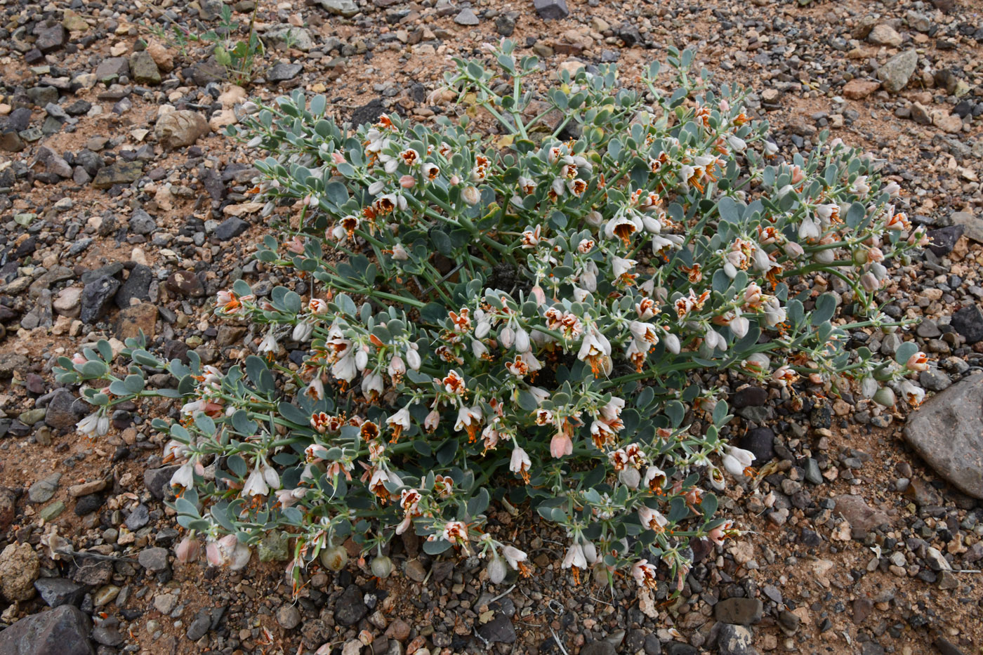 Image of Zygophyllum rosowii specimen.