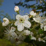 Cerasus maximowiczii