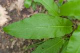 Rumex conglomeratus. Лист. Краснодарский край, Крымский р-н, окр. станицы Неберджаевская, ур. Темрючки, дубово-грабовый лес. 14.05.2022.