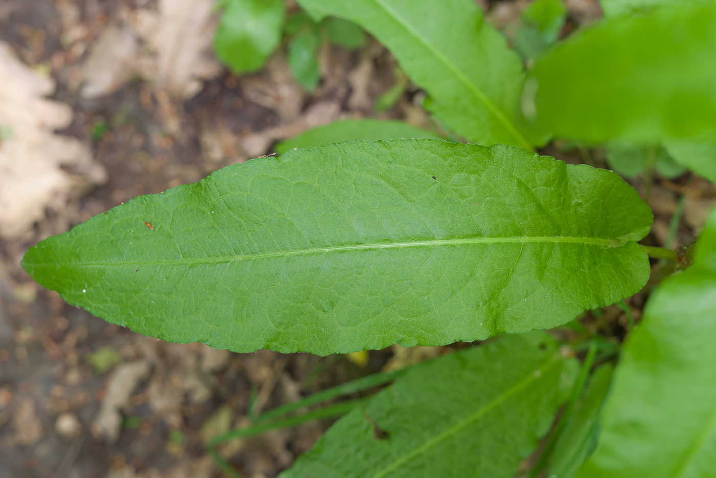 Image of Rumex conglomeratus specimen.