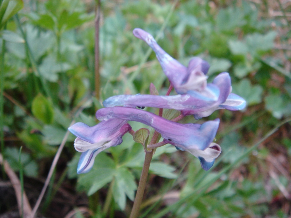 Image of Corydalis emanuelii specimen.