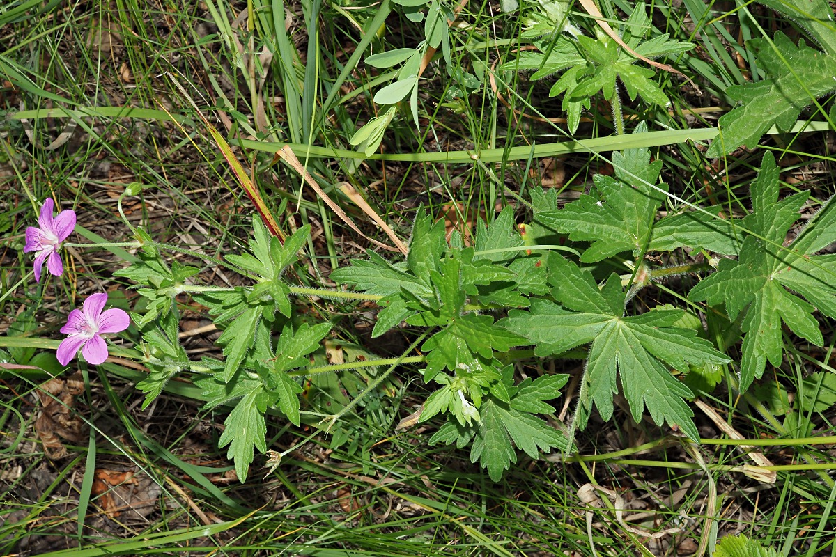 Изображение особи Geranium palustre.