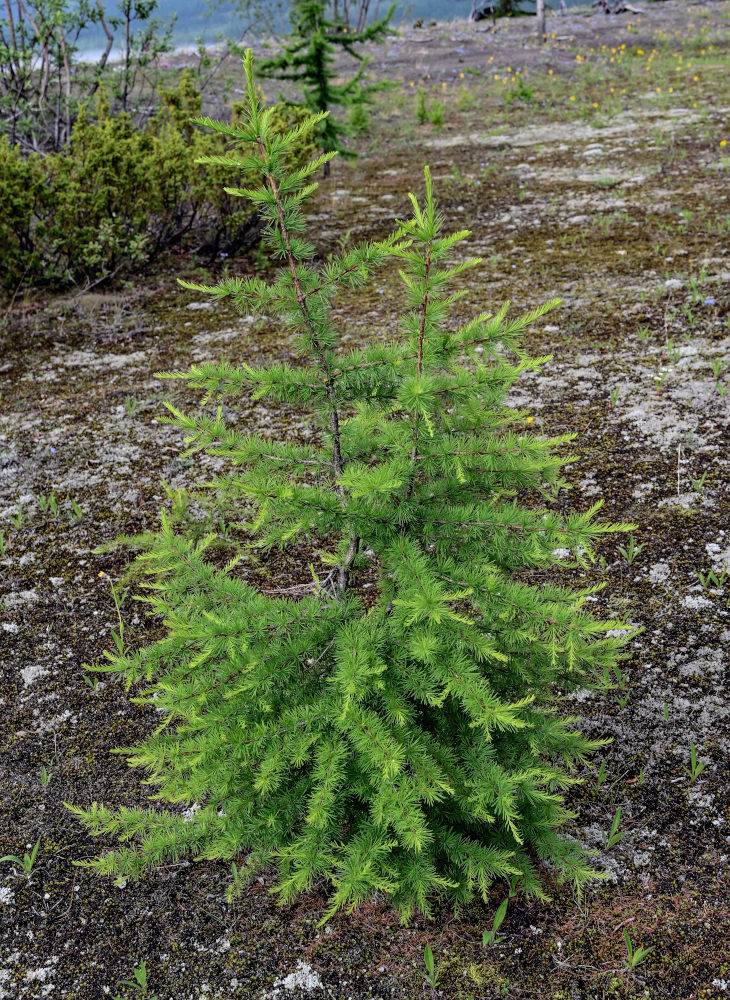Image of Larix sibirica specimen.
