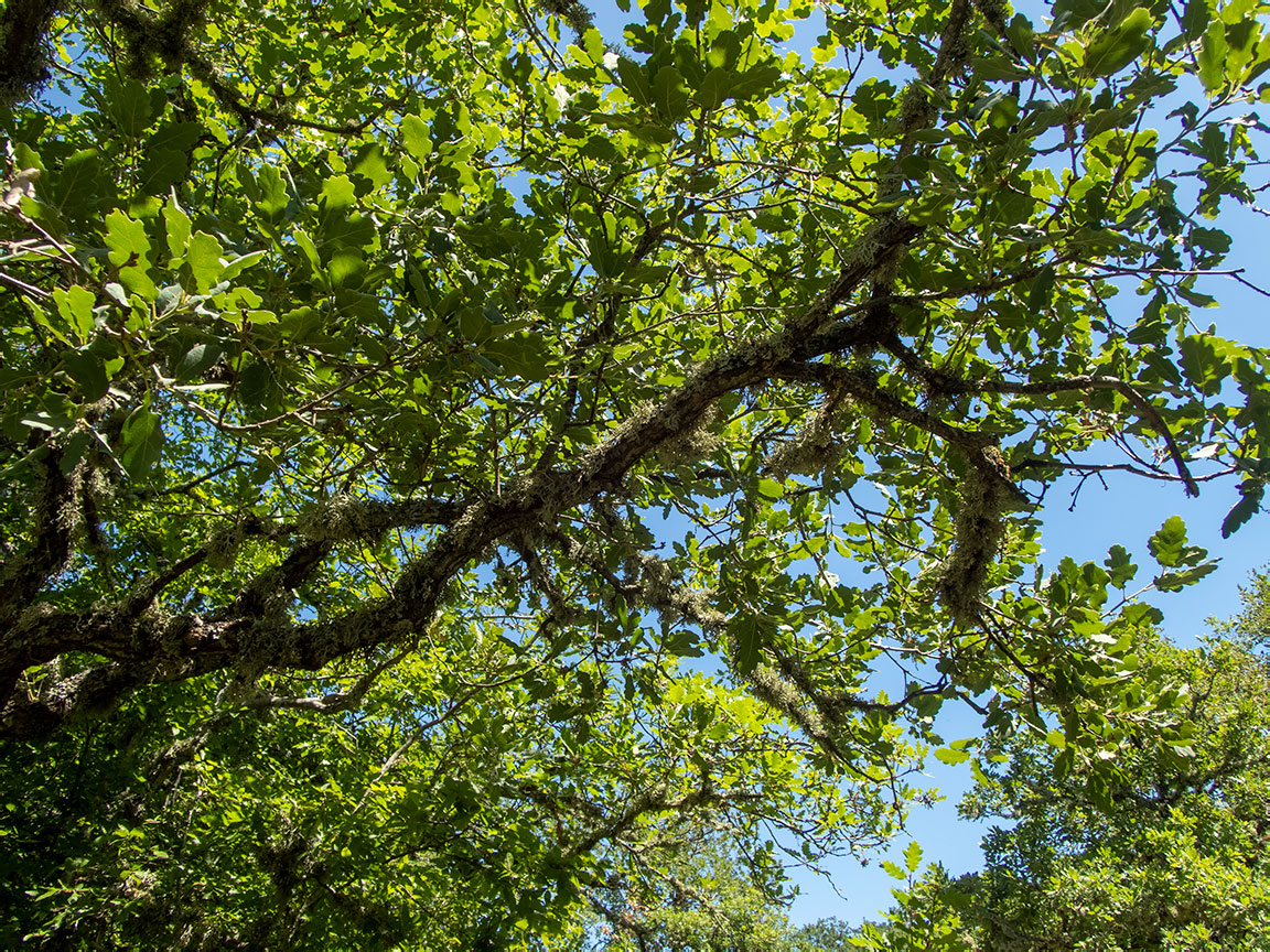 Image of Quercus pubescens specimen.