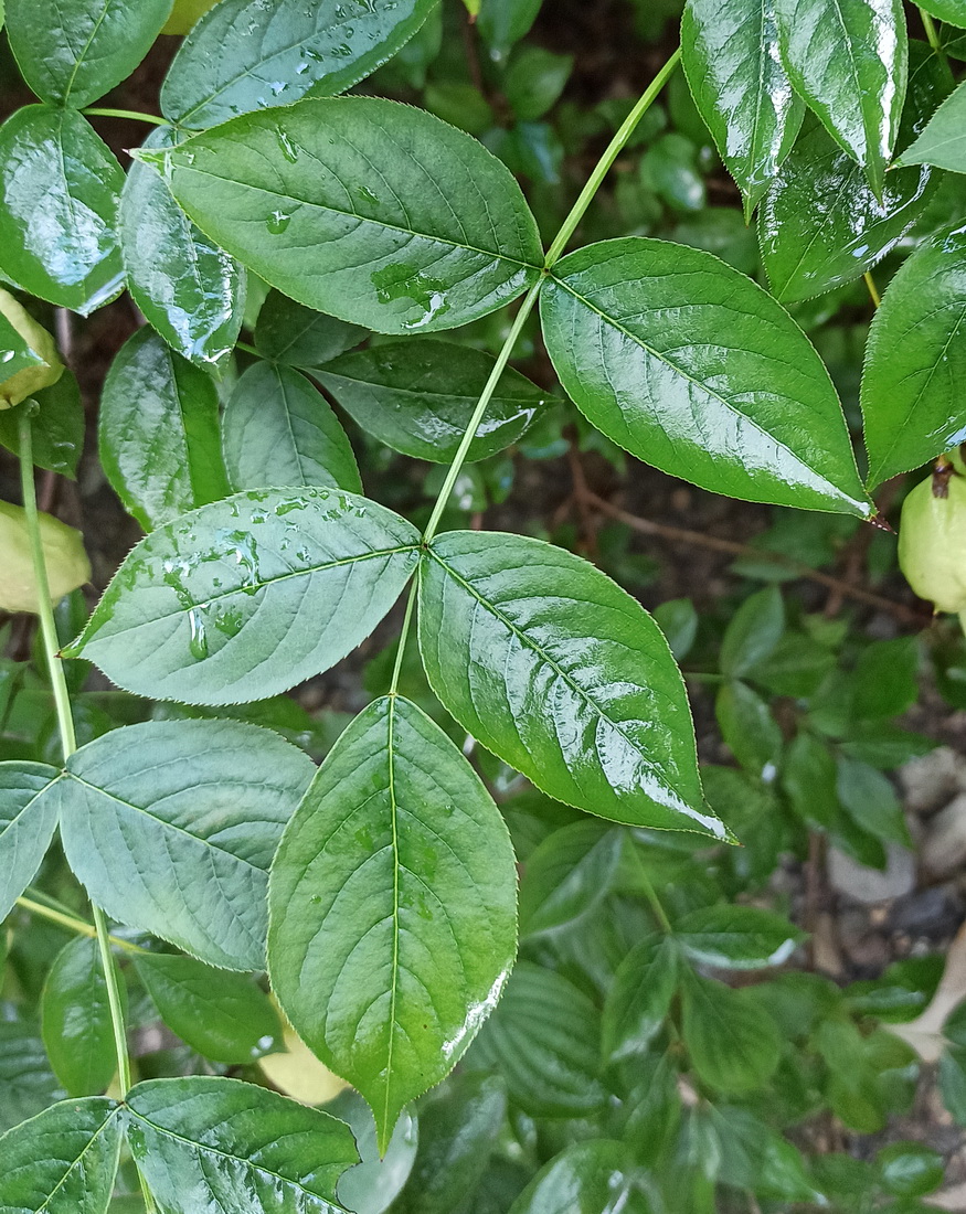 Image of Staphylea pinnata specimen.