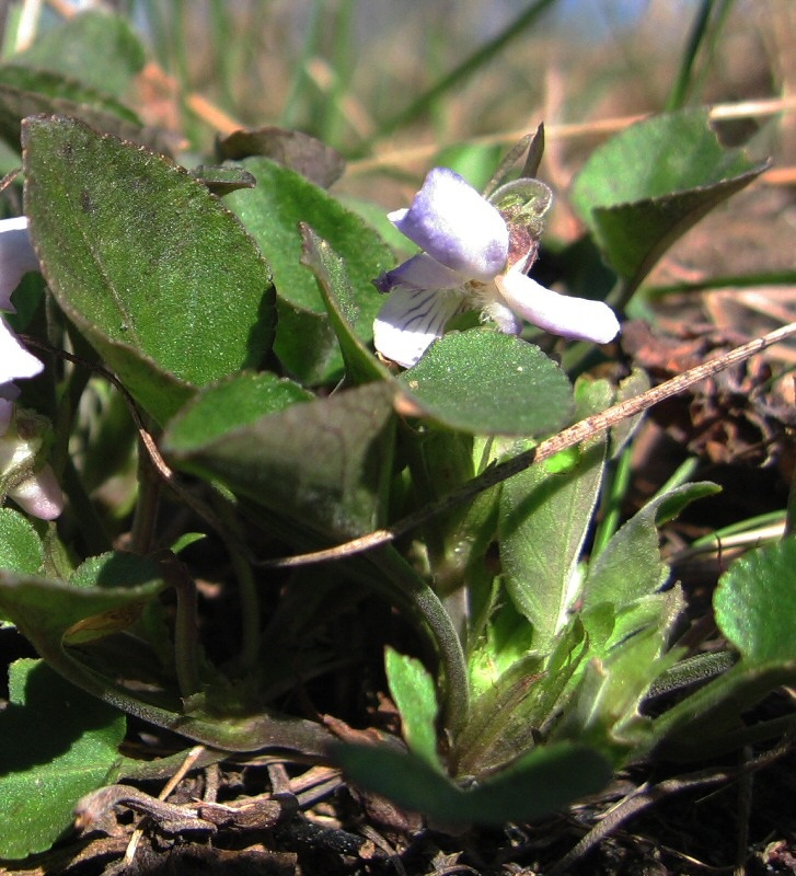 Image of Viola rupestris specimen.