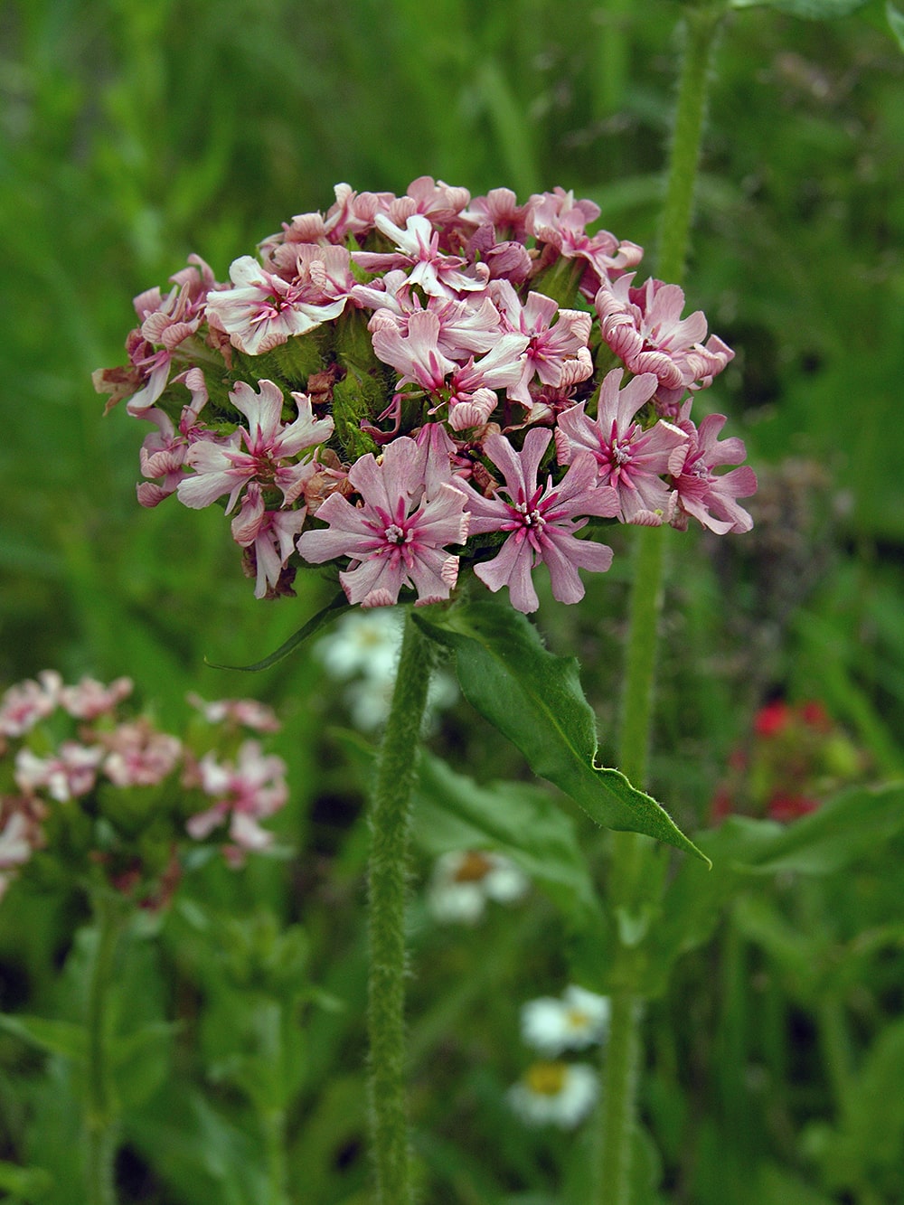 Изображение особи Lychnis chalcedonica.