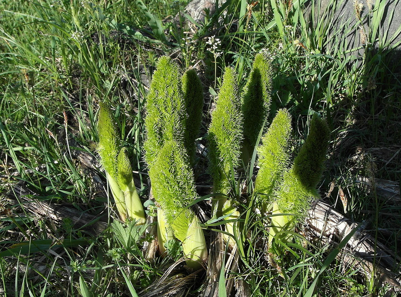Image of Prangos pabularia specimen.