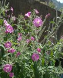 Epilobium hirsutum