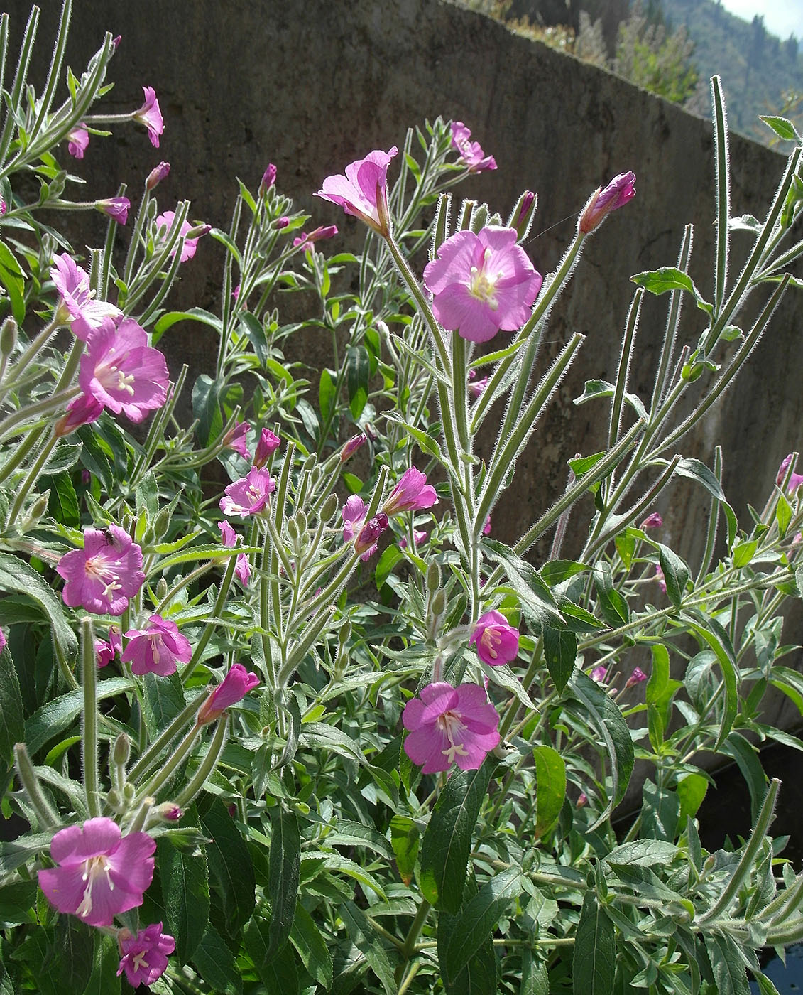 Image of Epilobium hirsutum specimen.