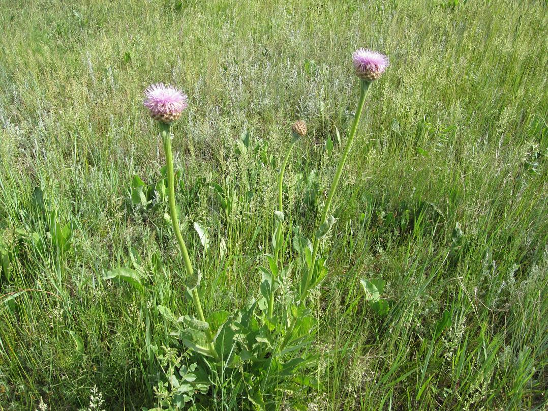 Изображение особи Stemmacantha serratuloides.