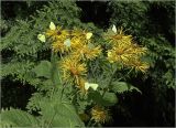 Telekia speciosa