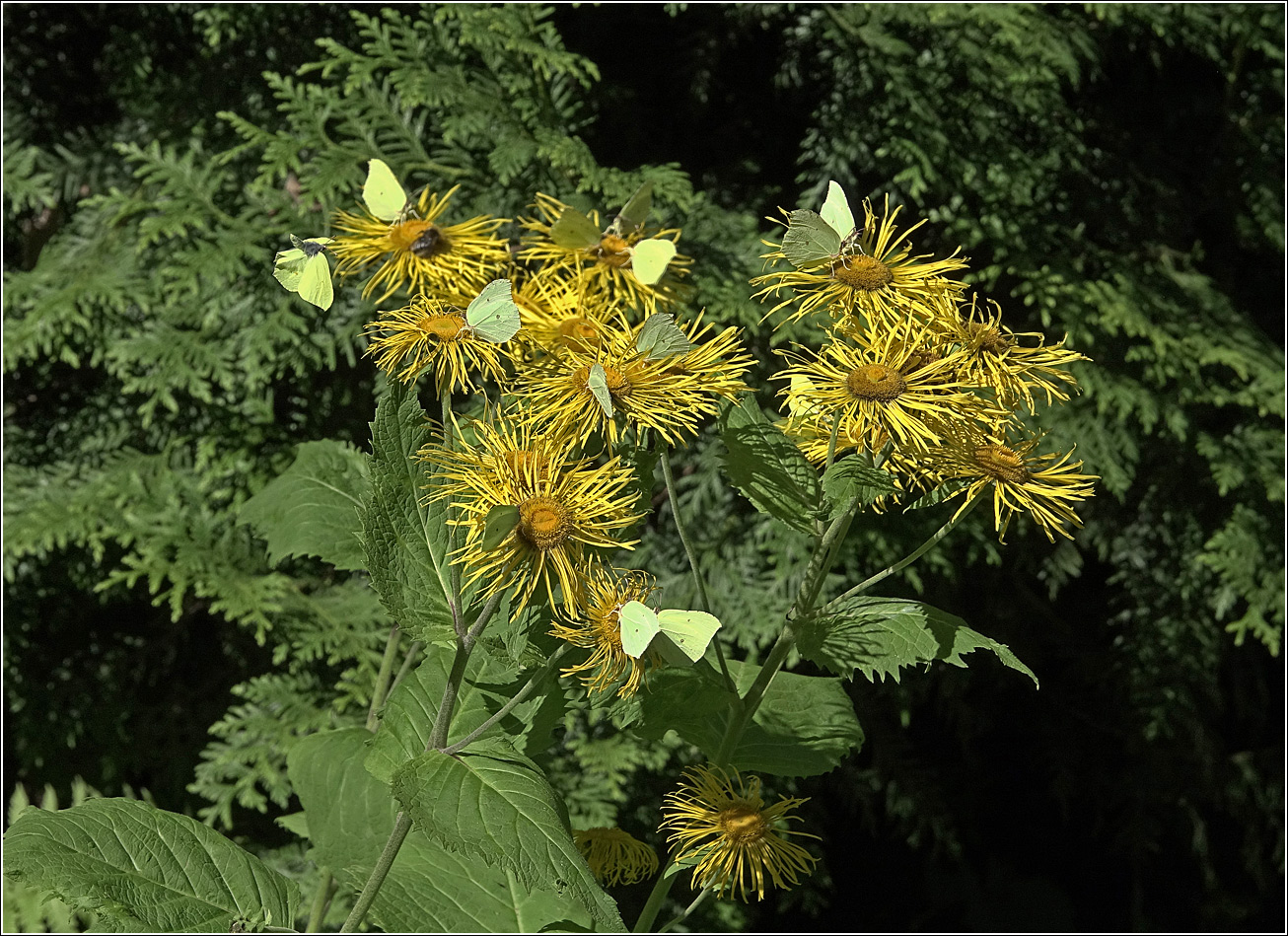 Изображение особи Telekia speciosa.