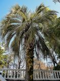 Butia capitata