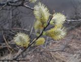 Salix caprea