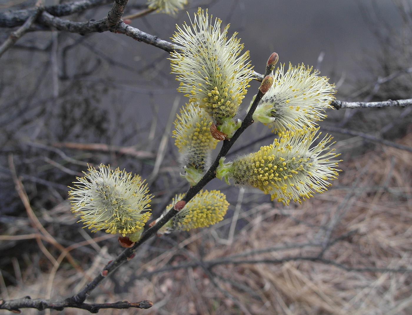Image of Salix caprea specimen.