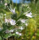 Echium italicum