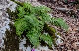 Polypodium cambricum
