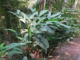 Heliconia angusta. Вегетирующее растение. Лаос, 10 км от г. Луанг-Прабанг, джунгли. Январь 2025 г.