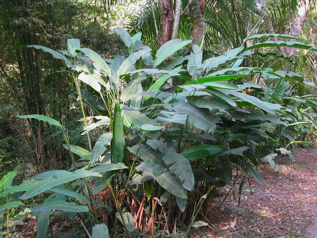 Изображение особи Heliconia angusta.