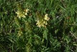 genus Pedicularis. Цветущие растения. Турция, ил Ардахан, левый борт долины р. Рабат, рядом с крепостью Шайтан Калеси, выс. 1980 м н.у.м., небольшой луг на склоне. 18 мая 2025 г.