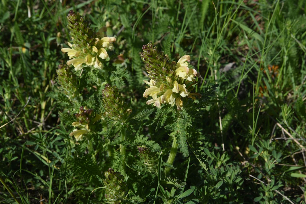 Image of genus Pedicularis specimen.