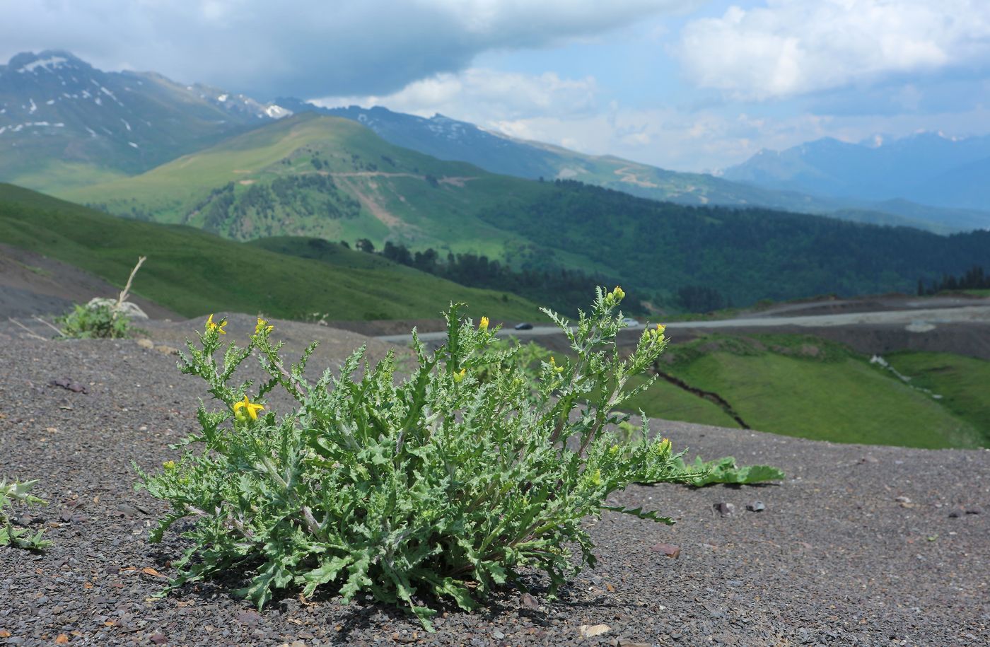 Image of Senecio sosnovskyi specimen.