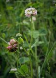 Trifolium hybridum