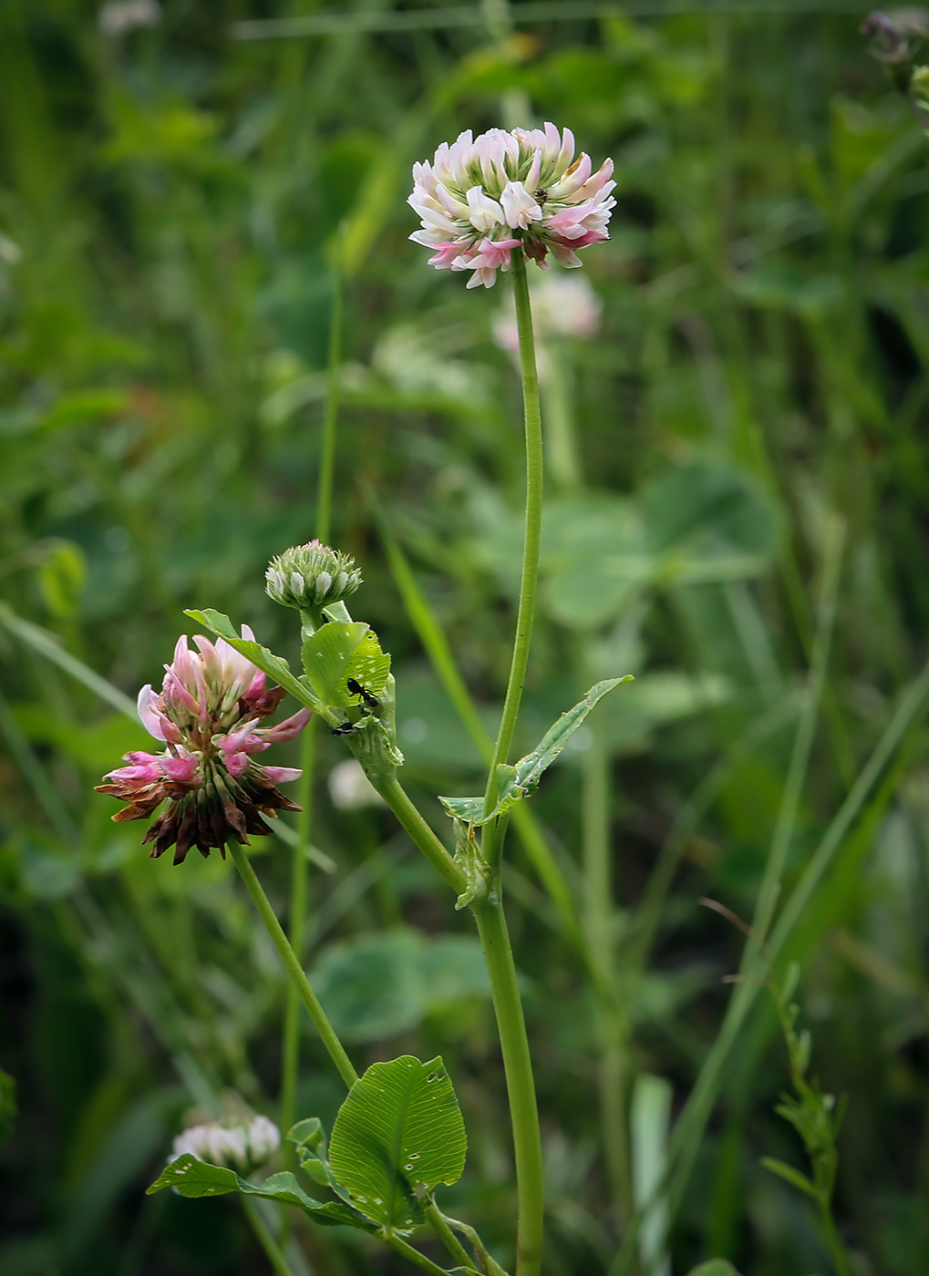 Image of Trifolium hybridum specimen.